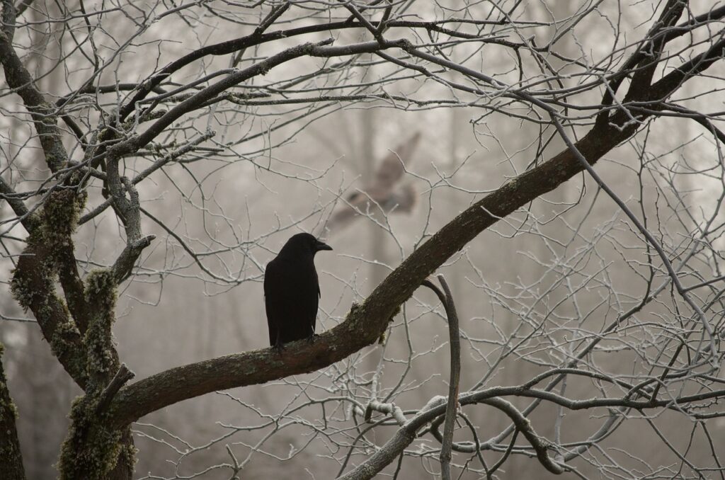 crow, owl, nature-2397589.jpg